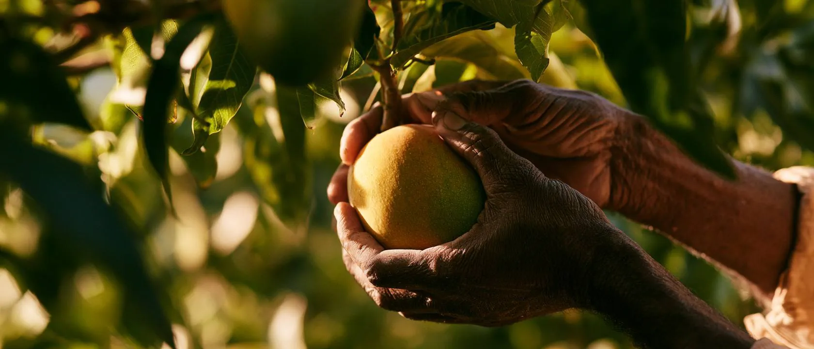 A grower’s hands picking a ripe mango